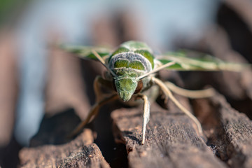 Close up of green night butterfly on the old wood 