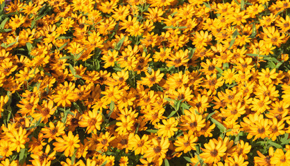 Top view yellow flower on background