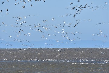 A view of hundreds of Snow Geese flying together.   Richmond BC Canada