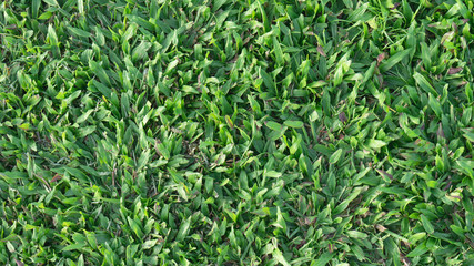 Green grass on background