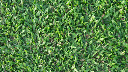 Green grass on background