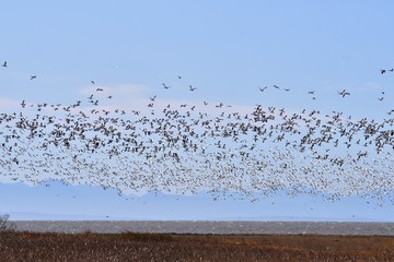 A view of hundreds of Snow Geese flying together.   Richmond BC Canada