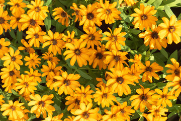 Top view yellow flower on background