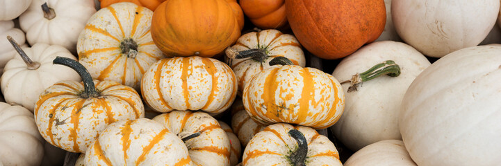 Panoramic background with many different colored pumpkins. Autumn background