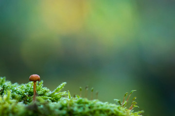 Little mushroom in the forest