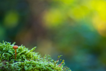 Little mushroom in the forest