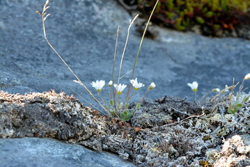 flowers in the greenlandic tundra - flora and fauna in the disko bay - summer, July