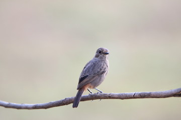 bird on a branch