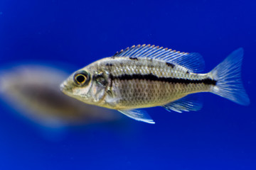 Lake malawi tropical cichlid fish, colorful fish