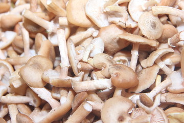 texture of mushrooms mushrooms collected and cleaned