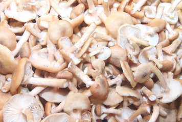 texture of mushrooms mushrooms collected and cleaned
