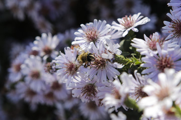 Honey bee collects nectar on a white flower