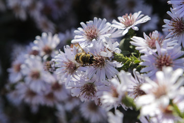 Honey bee collects nectar on a white flower © Ерлан Касымбеков