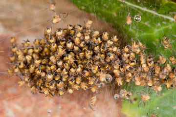 Spinnenbrut