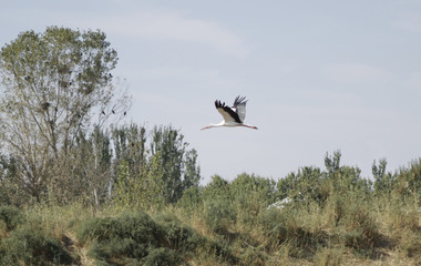 Stork flew up to the sky