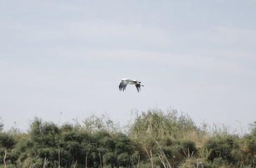 Stork flew up to the sky