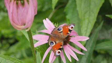  Butterfly peacock eye on an echinacea flower..