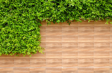 Close up: Fresh green bush with the modern brick wall, decorate for the fence of house.