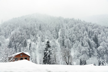 Landscape view of snowy hills with pine trees.