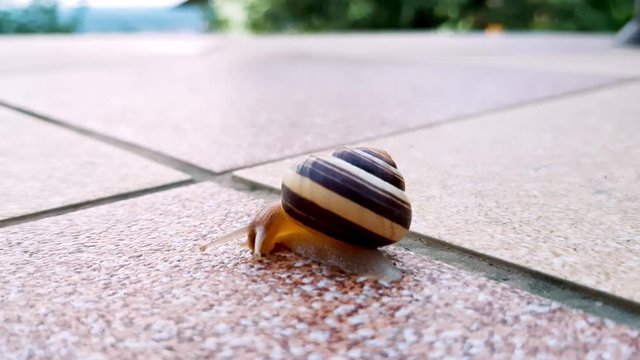 Snail in shell is slowly crawling thru the balcony, space for text, 4k close up shot
