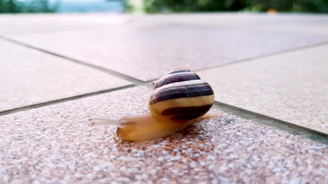 Snail in shell is slowly crawling thru the balcony, space for text, 4k close up shot