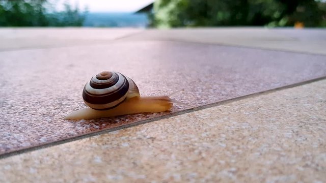Snail in shell is slowly crawling thru the balcony, space for text, 4k close up shot