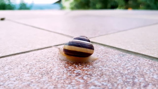 Snail in shell is slowly crawling thru the balcony, space for text, 4k close up shot