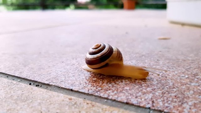 Snail in shell is slowly crawling thru the balcony, space for text, 4k close up shot