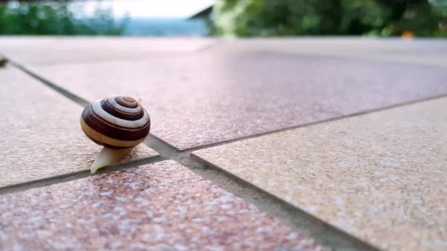 Snail in shell is slowly crawling thru the balcony, space for text, 4k close up shot