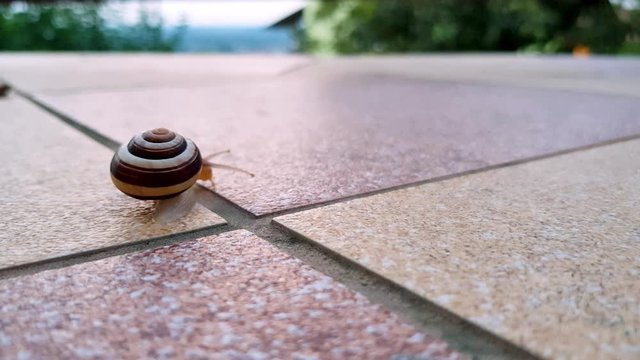 Snail in shell is slowly crawling thru the balcony, space for text, 4k close up shot