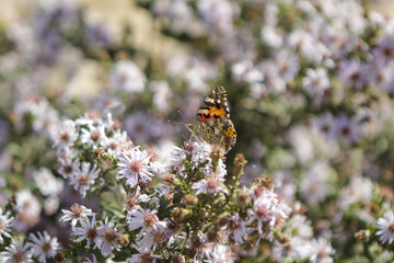 Burdock or thistle - brown butterfly on a flower