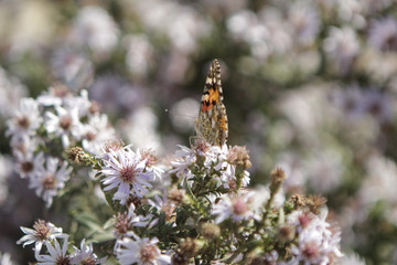 Burdock or thistle - brown butterfly on a flower