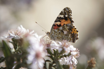 Burdock or thistle - brown butterfly on a flower