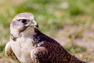 Falke
