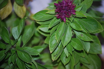 Basil Plant Fragrant herb Portrait