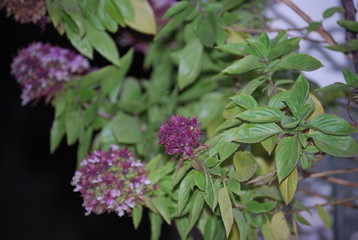 Basil Plant Fragrant herb Portrait