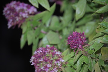 Basil Plant Fragrant herb Portrait