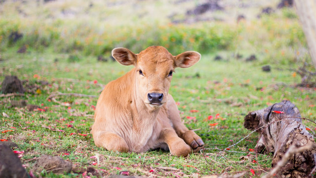 Sitting Calf on Rapa Nui, Easter Island