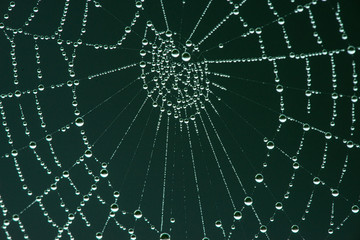 spider net with rain drops