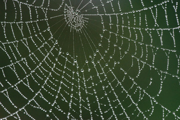 spider net with rain drops