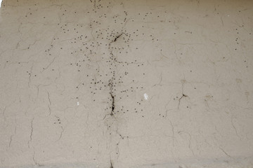 A huge pile of flies clogs in a hole in the wall for the winter