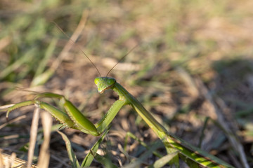こちらを向くオオカマキリ