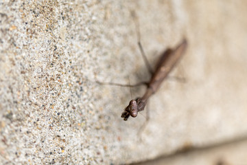 塀に止まるコカマキリ