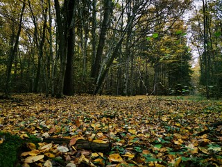 Beautiful picture with yellow, red and orange leav