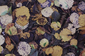yellow aspen leafs on the ground