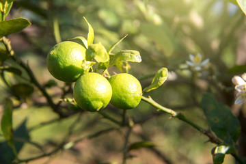 Limes are on its tree
