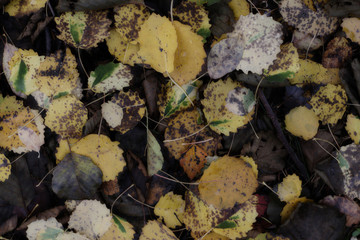 yellow aspen leafs on the ground