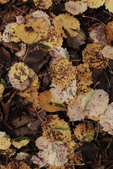 yellow aspen leafs on the ground