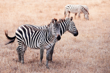 Fototapeta na wymiar Zebra couple in golden grass field in Ngorongoro, Serengeti Tanzania Savanna forest