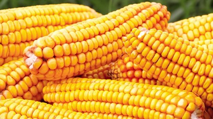 Ears of ripe corn closeup. Agriculture, bio-products, agribusiness.